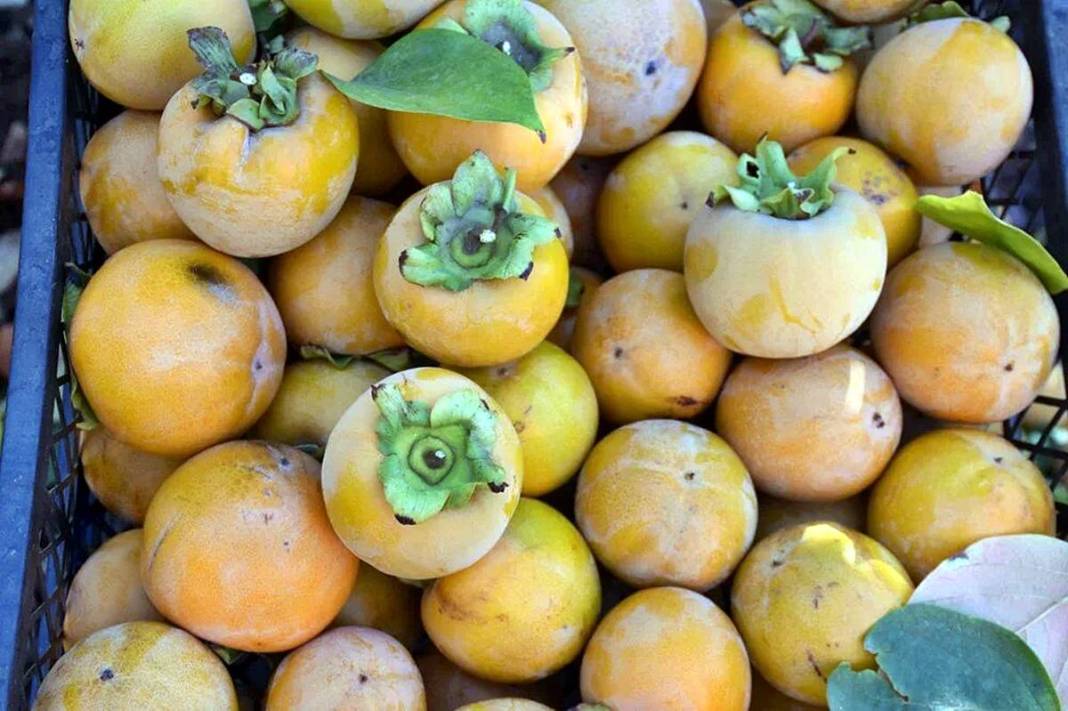 9 yıl önce bahçesine ekti: Bu yıl 100 kilogram topladı! Üreticisine adeta cenneti yaşatıyor 10